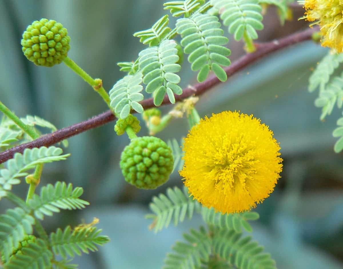 Whitethorn Acacia