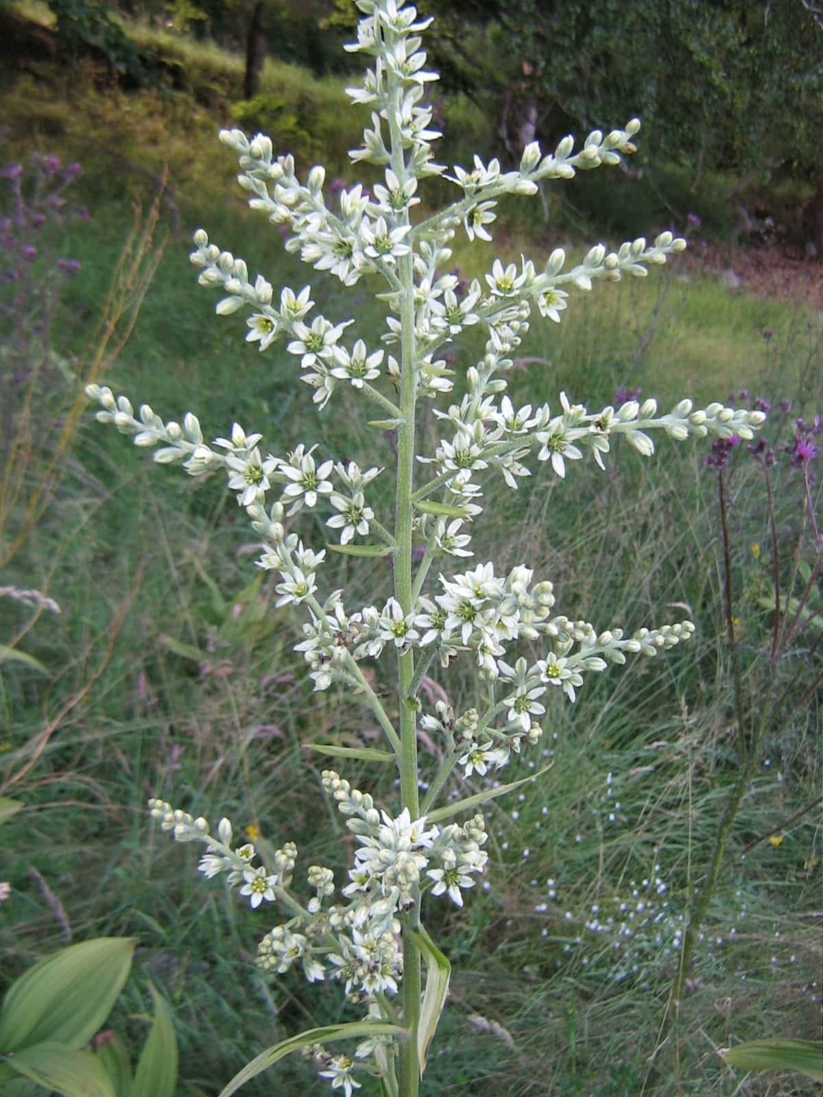 White False Hellebore