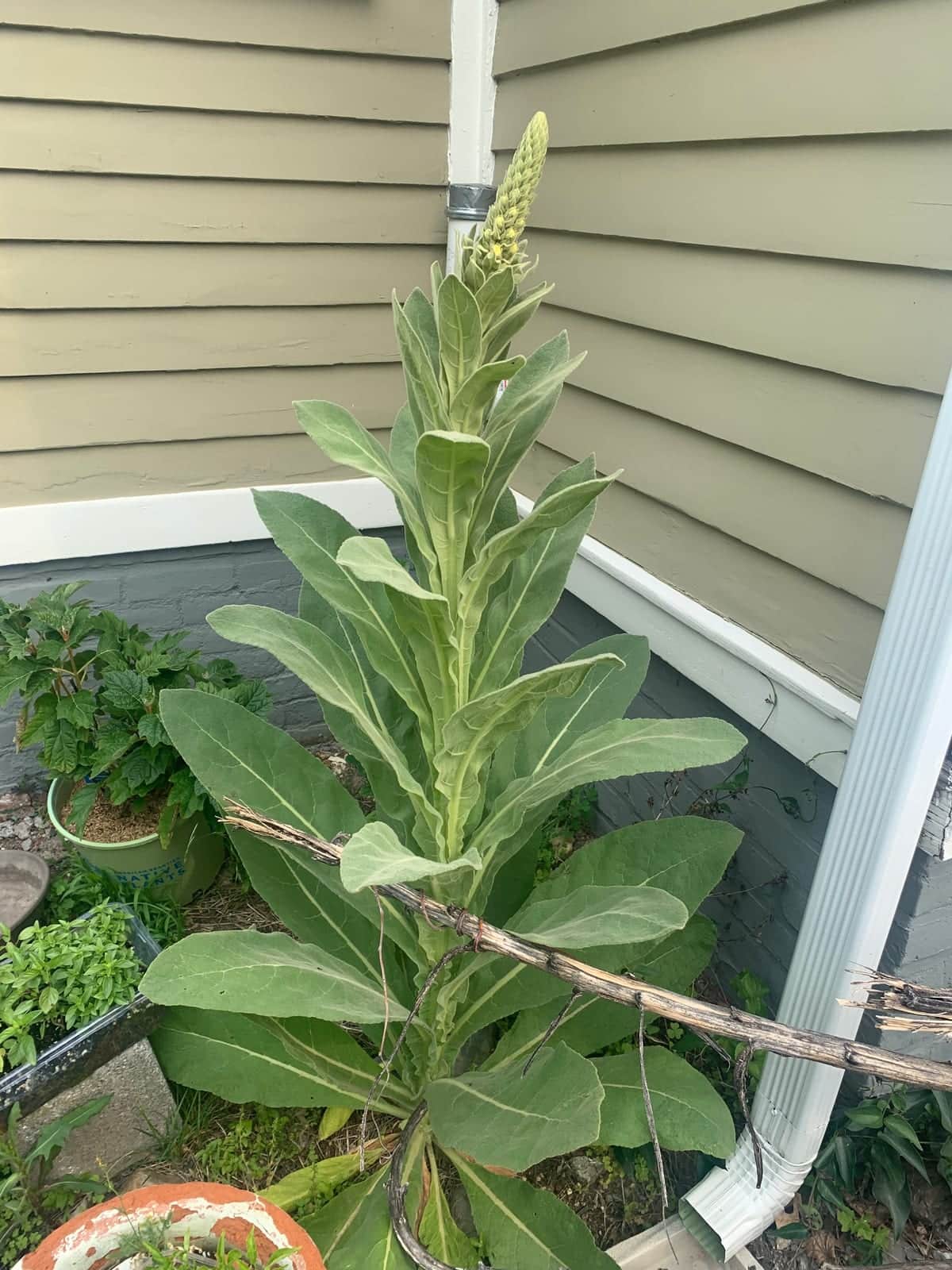 Mullein Spike