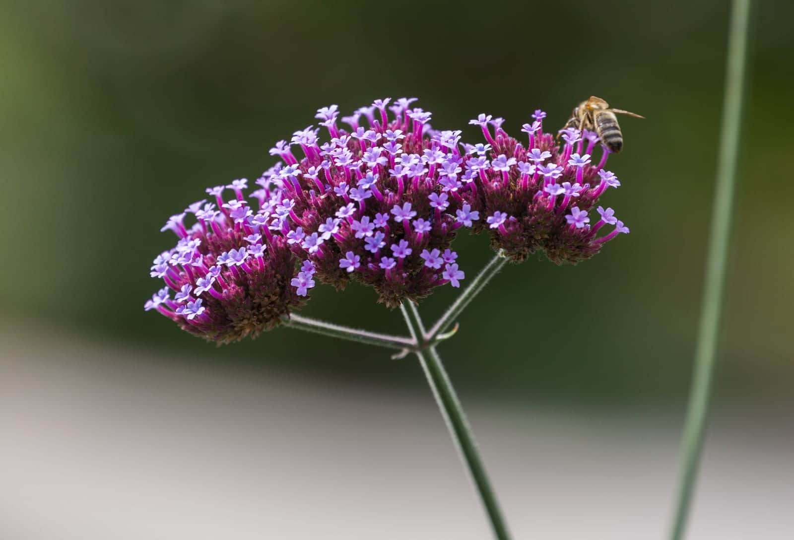 Verbena 'Bampton'