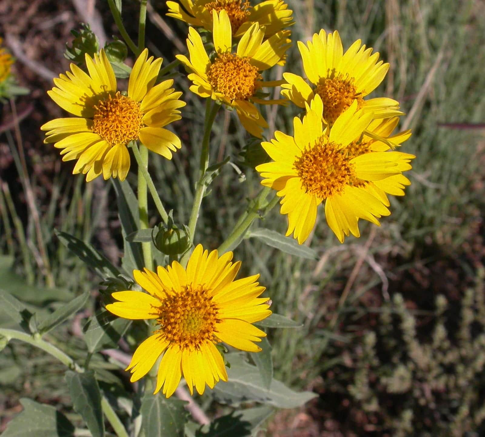 Cowpen Daisy