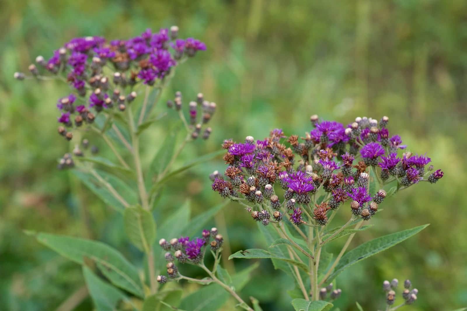 Baldwin's Ironweed