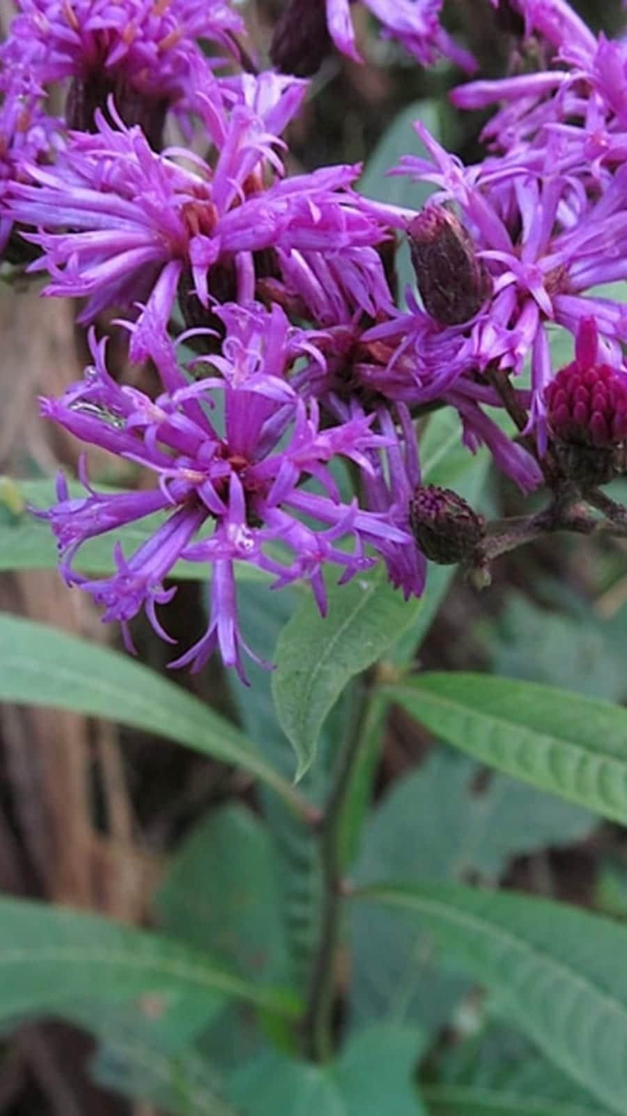 Giant Ironweed