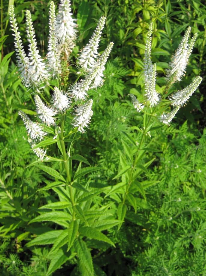 Culver's Root