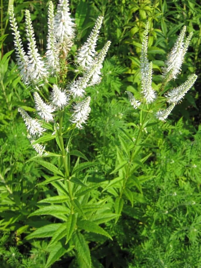 Culver's Root 'Challenger'