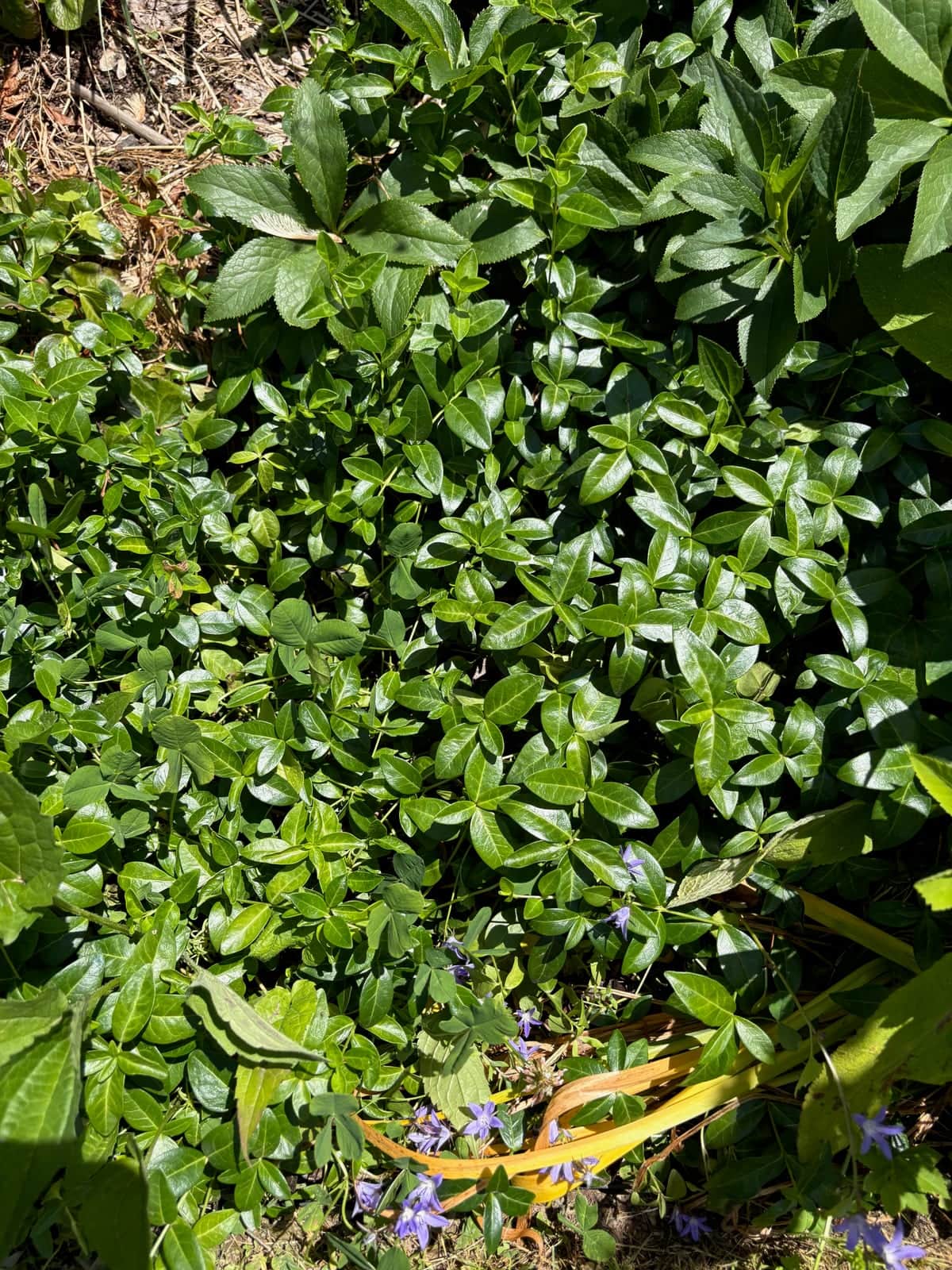 Periwinkle