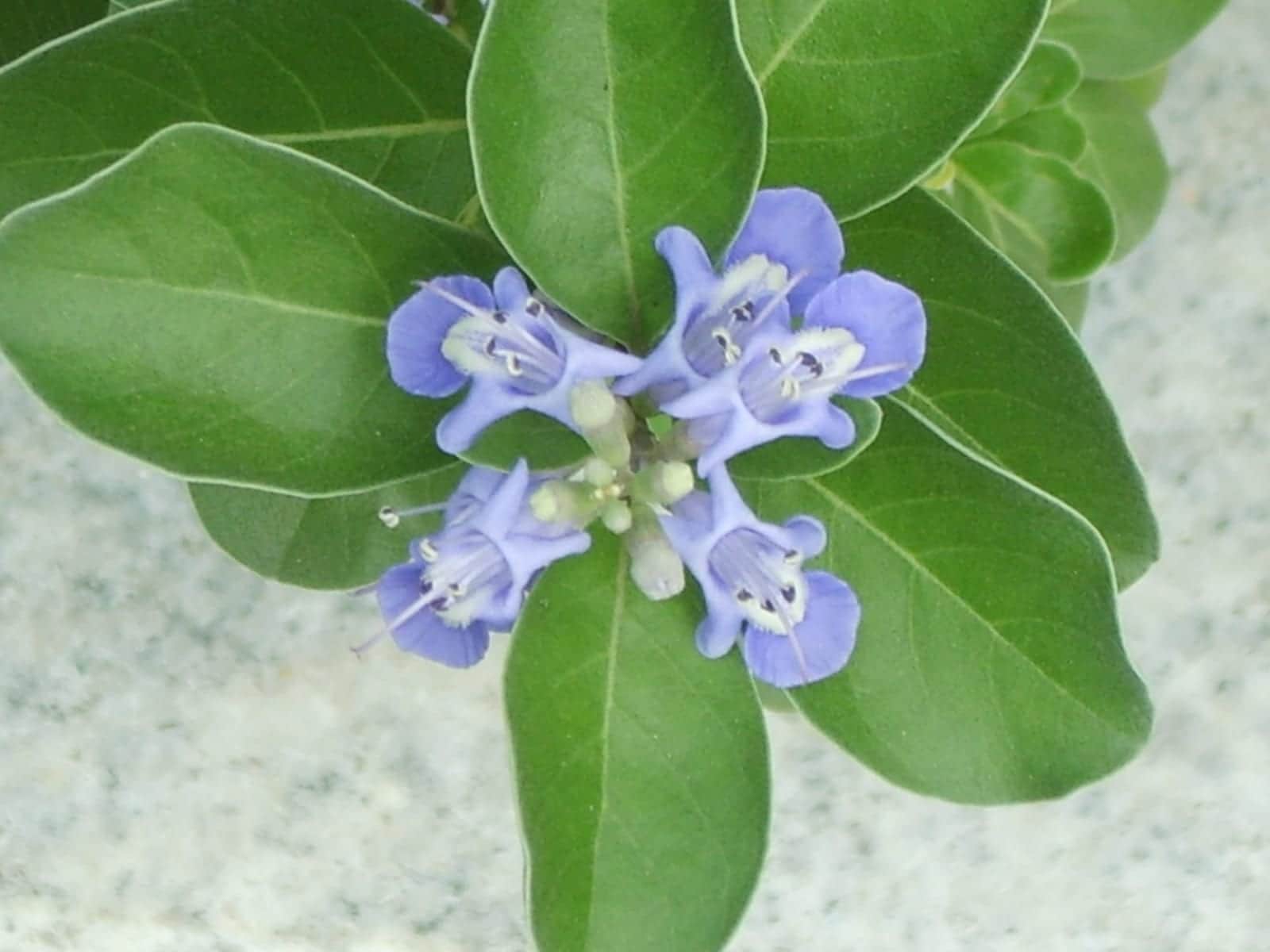 Pōhinahina