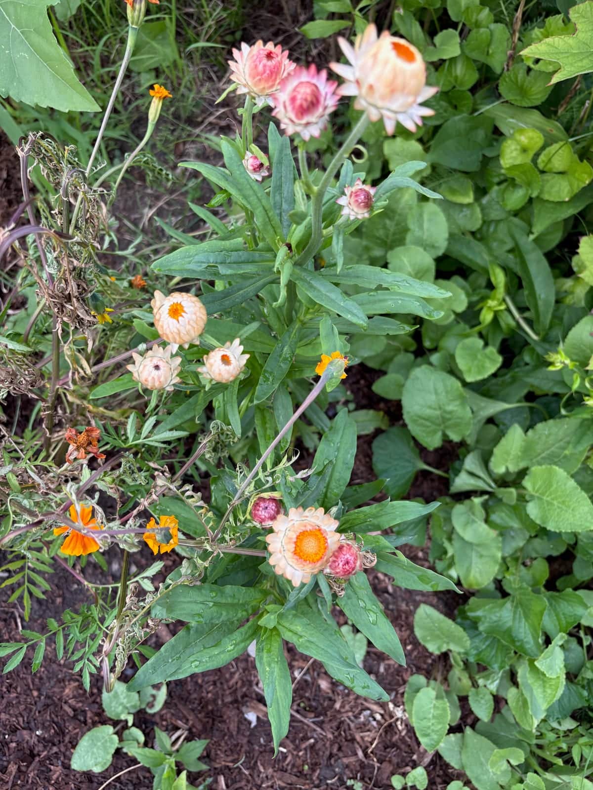 Dried Strawflower Mix
