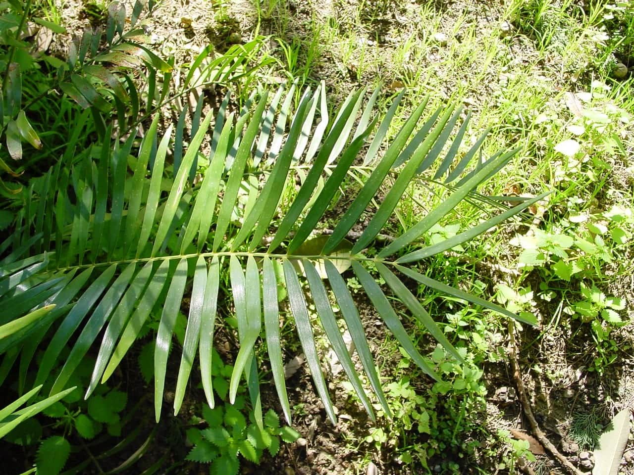 Coontie