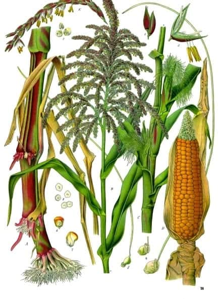 Sweet Corn