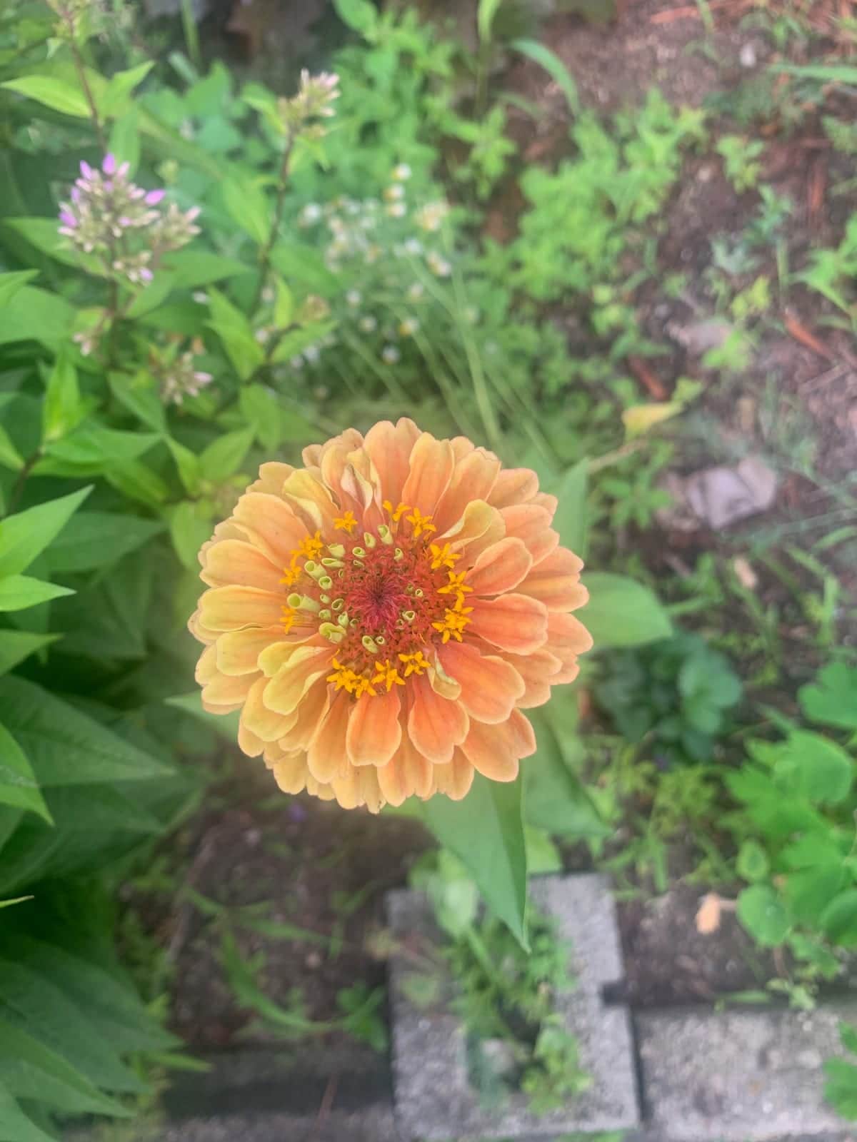 Zinnia