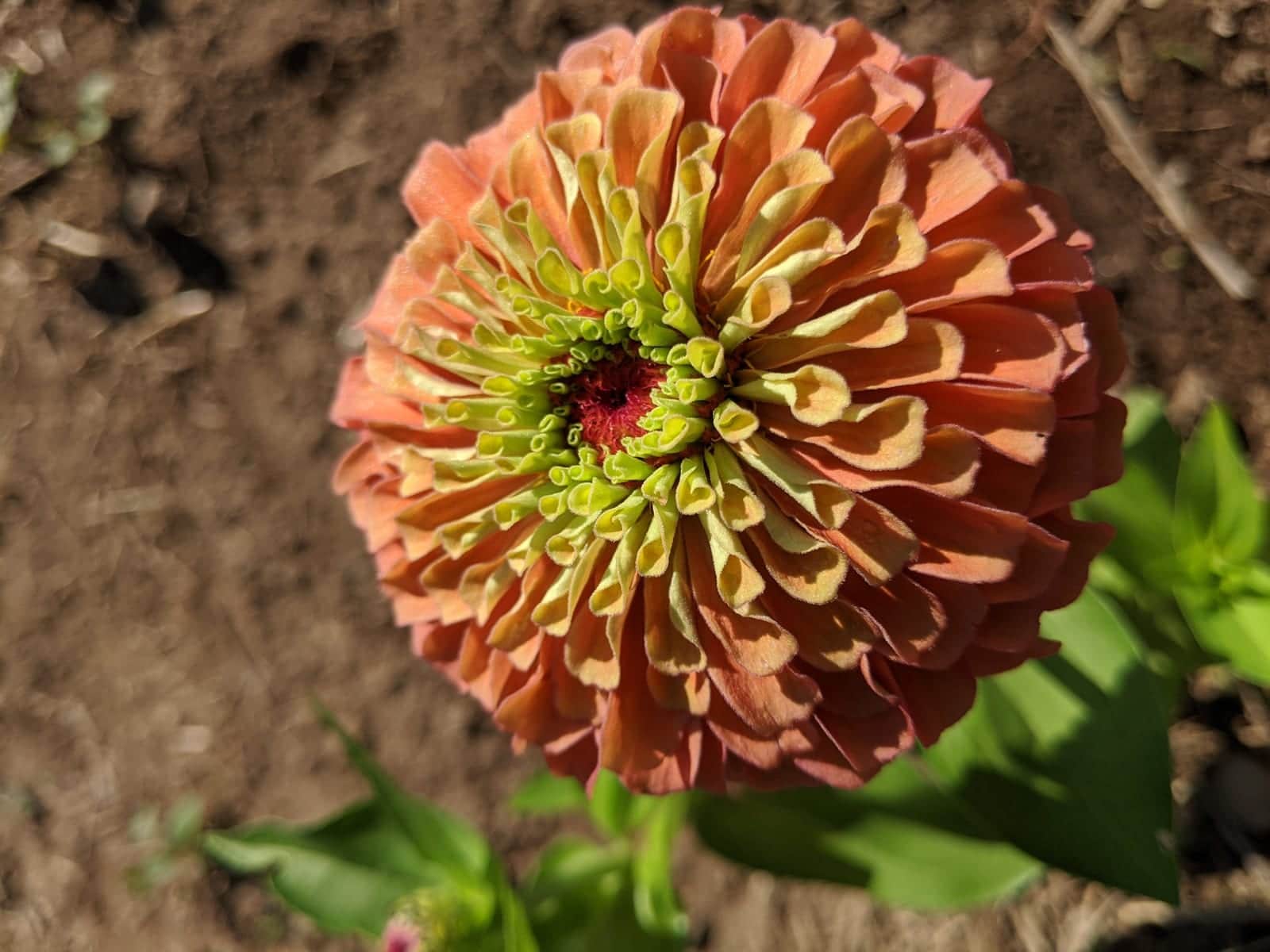 Zinnia 'Queen Lime Orange'