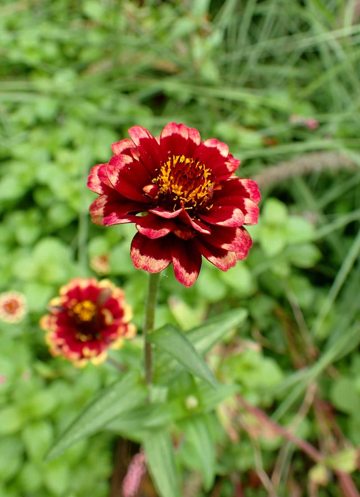 Mexican Zinnia
