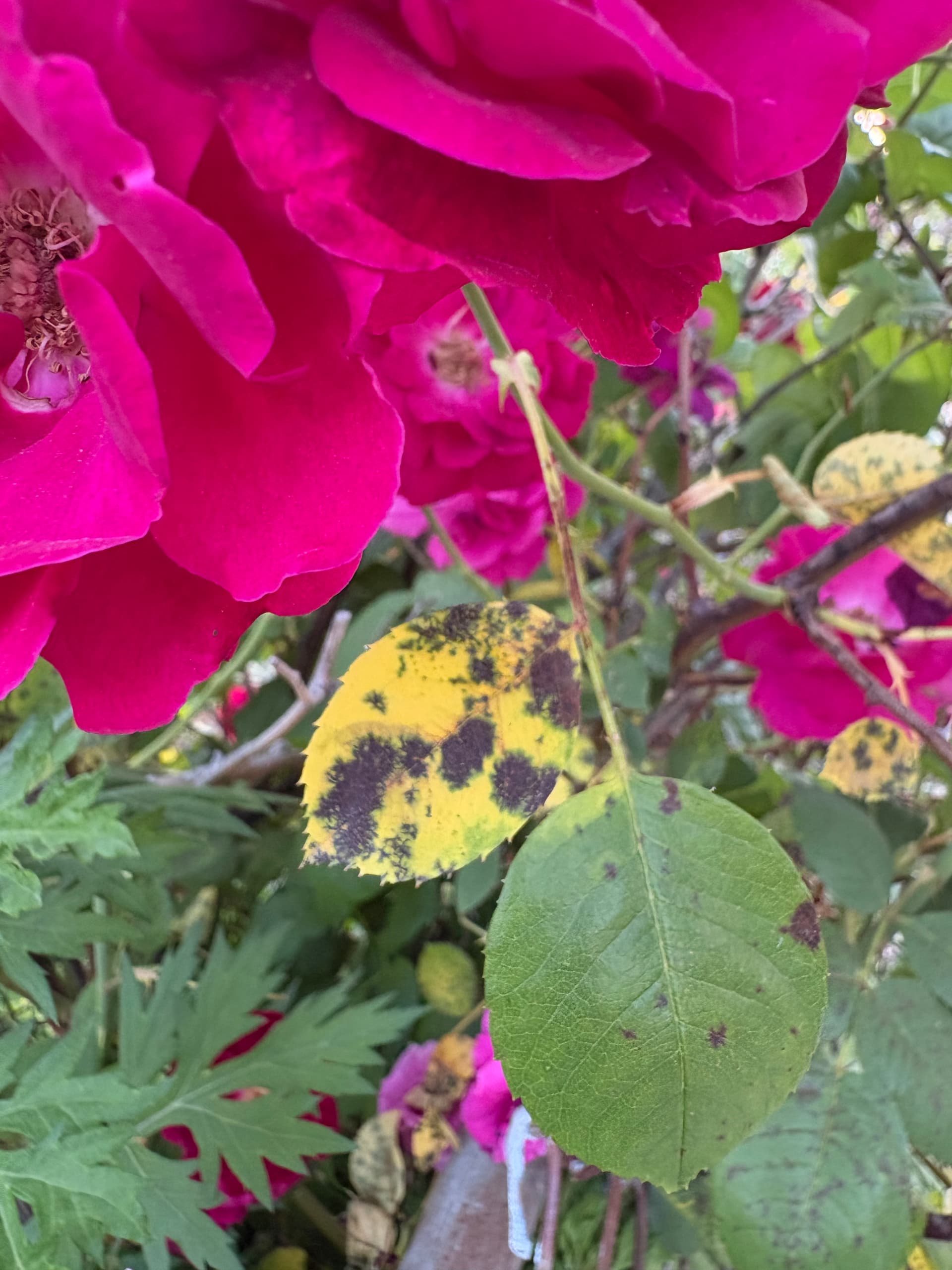 Yellow spot (rose rust)