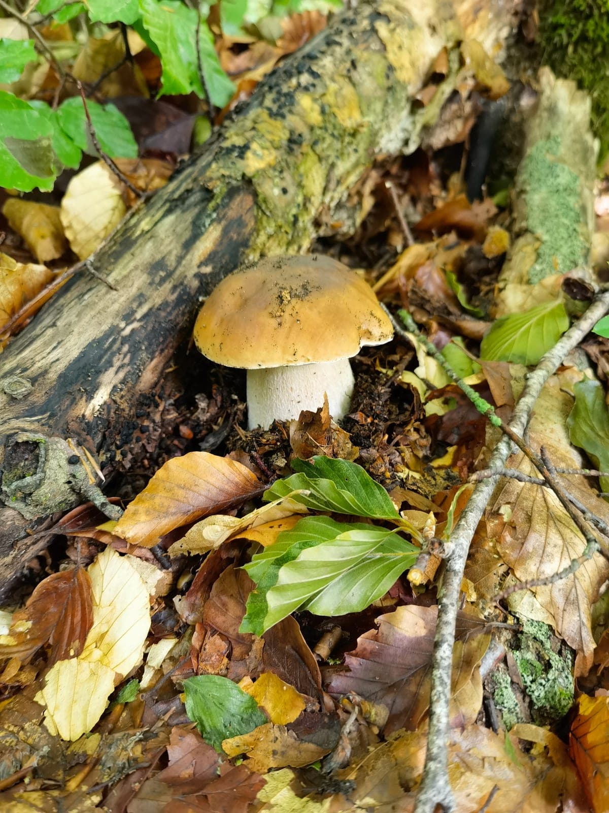 King Bolete