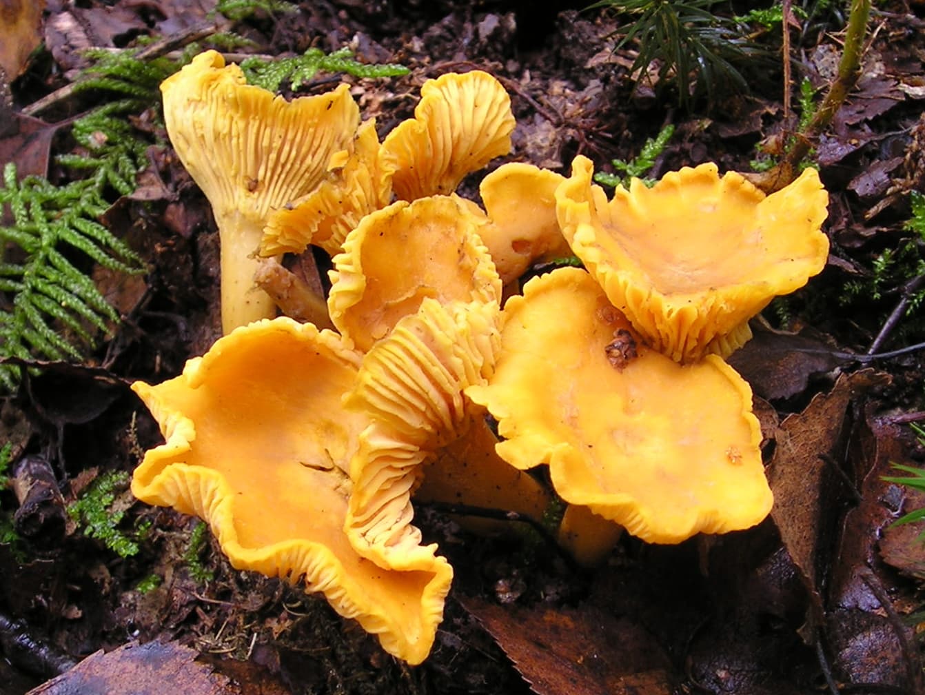 Golden Chanterelle