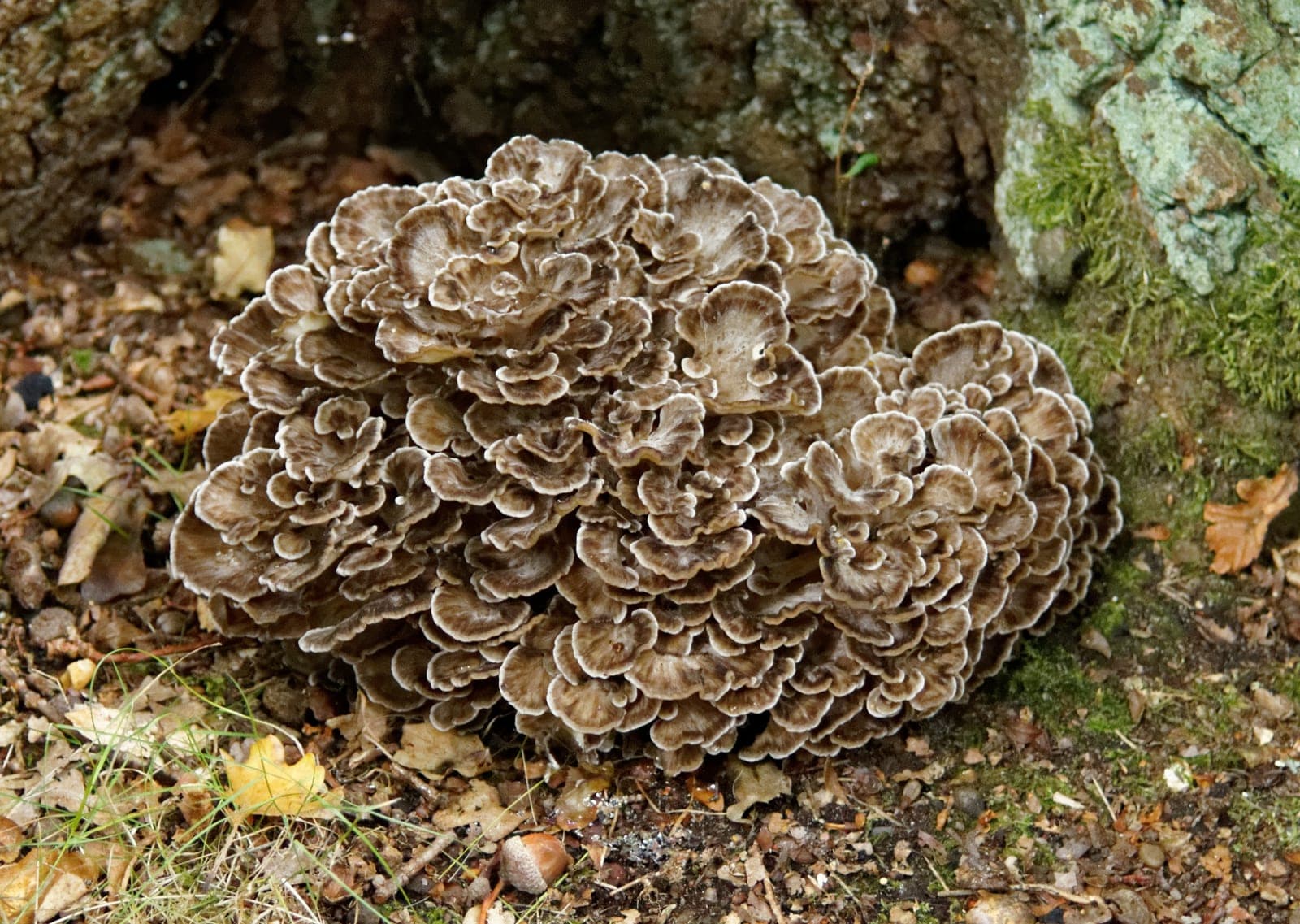 Hen of the Woods
