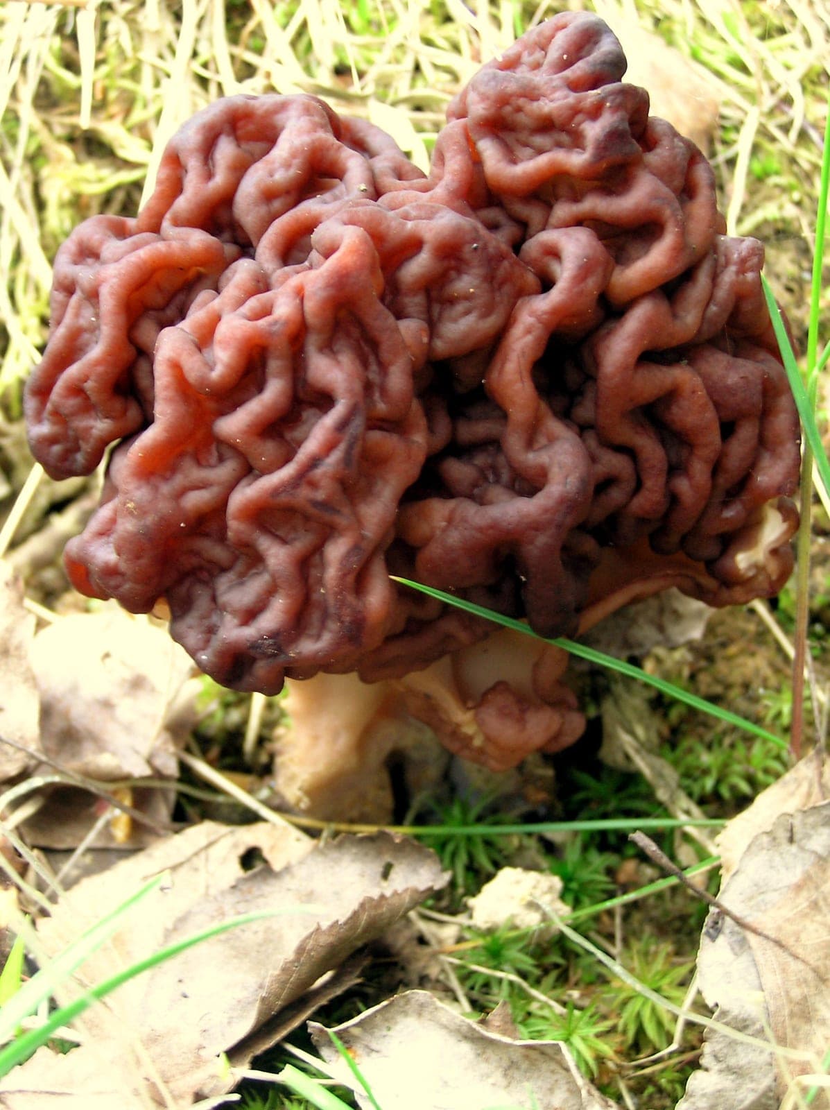 False Morel