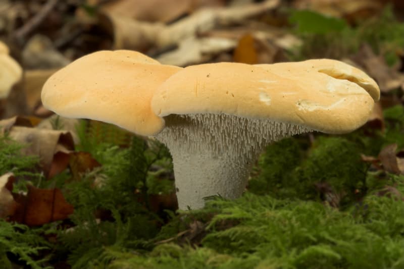 Hedgehog Mushroom