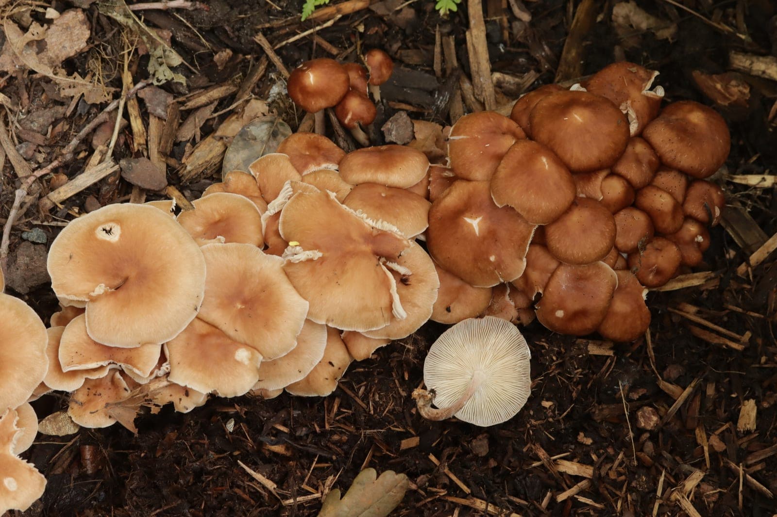 Luxuriant Marasmiellus