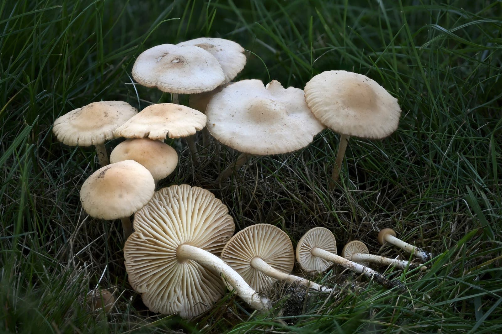 Fairy Ring Mushroom
