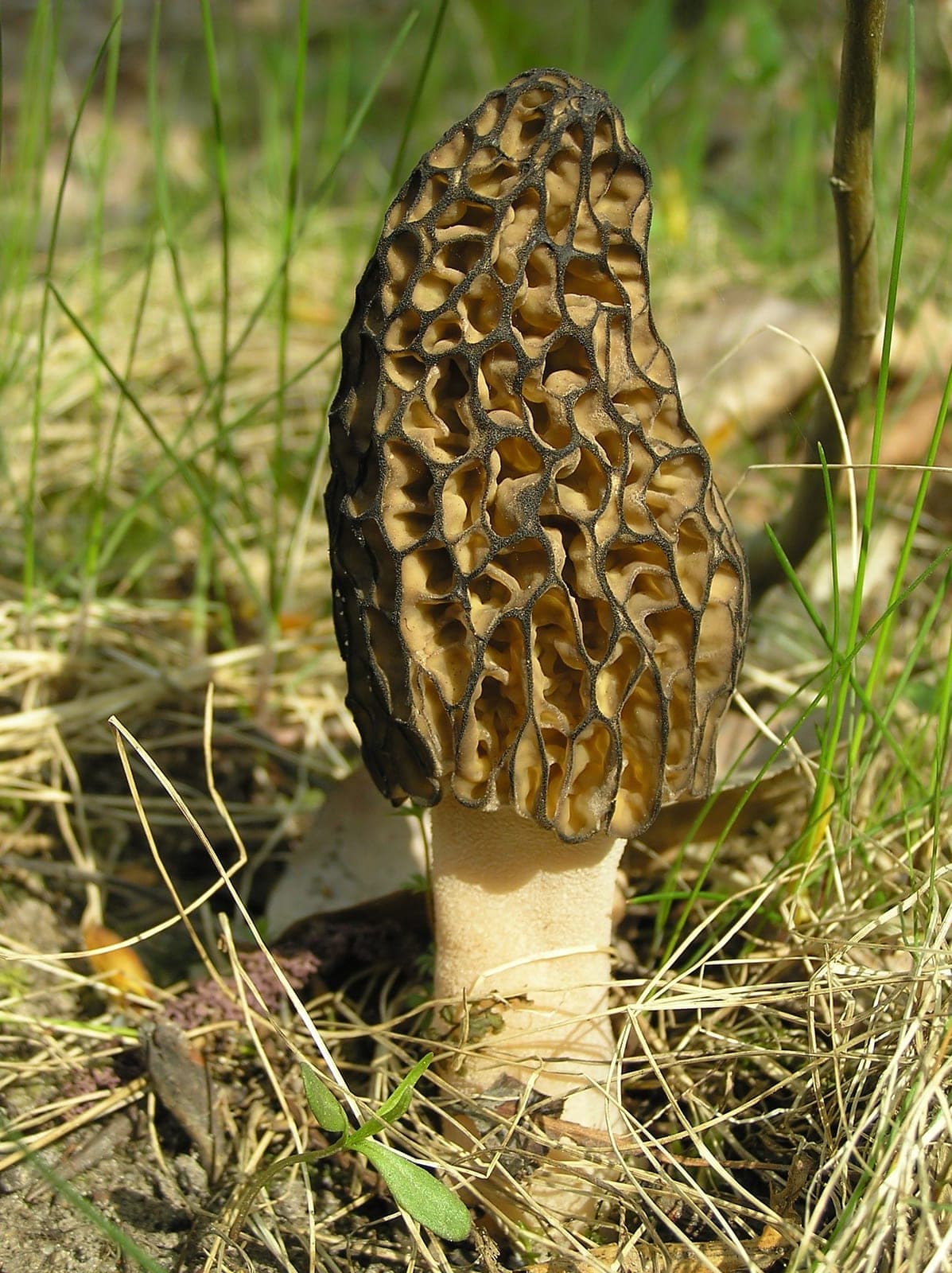 Yellow Morel