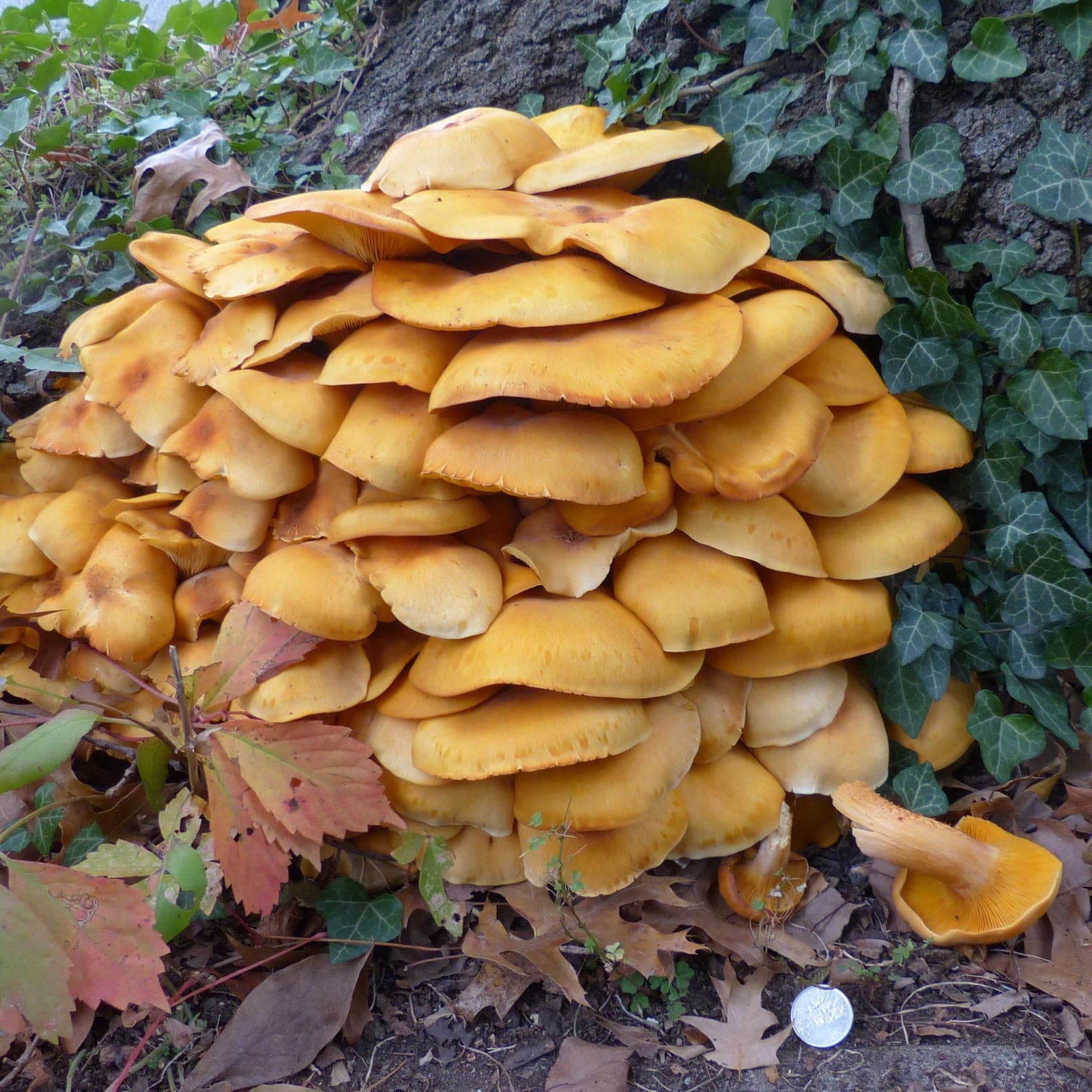 Eastern Jack-o'-Lantern