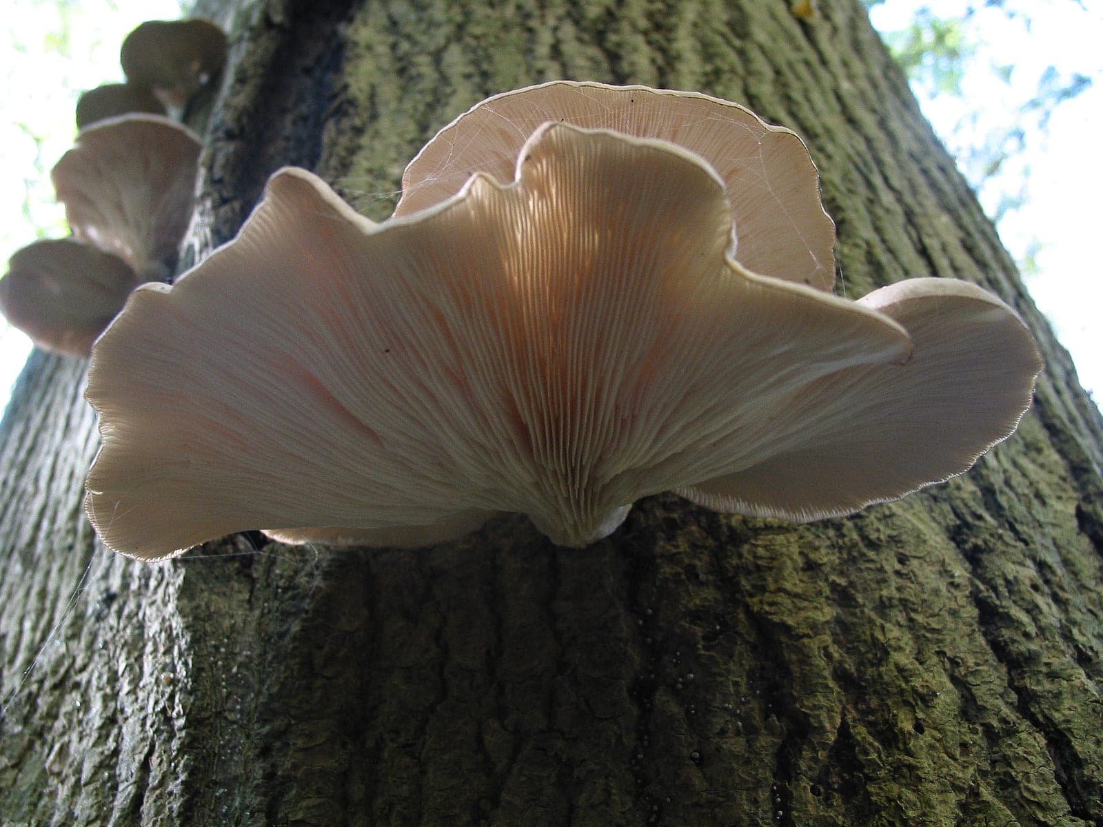 Oyster Mushroom