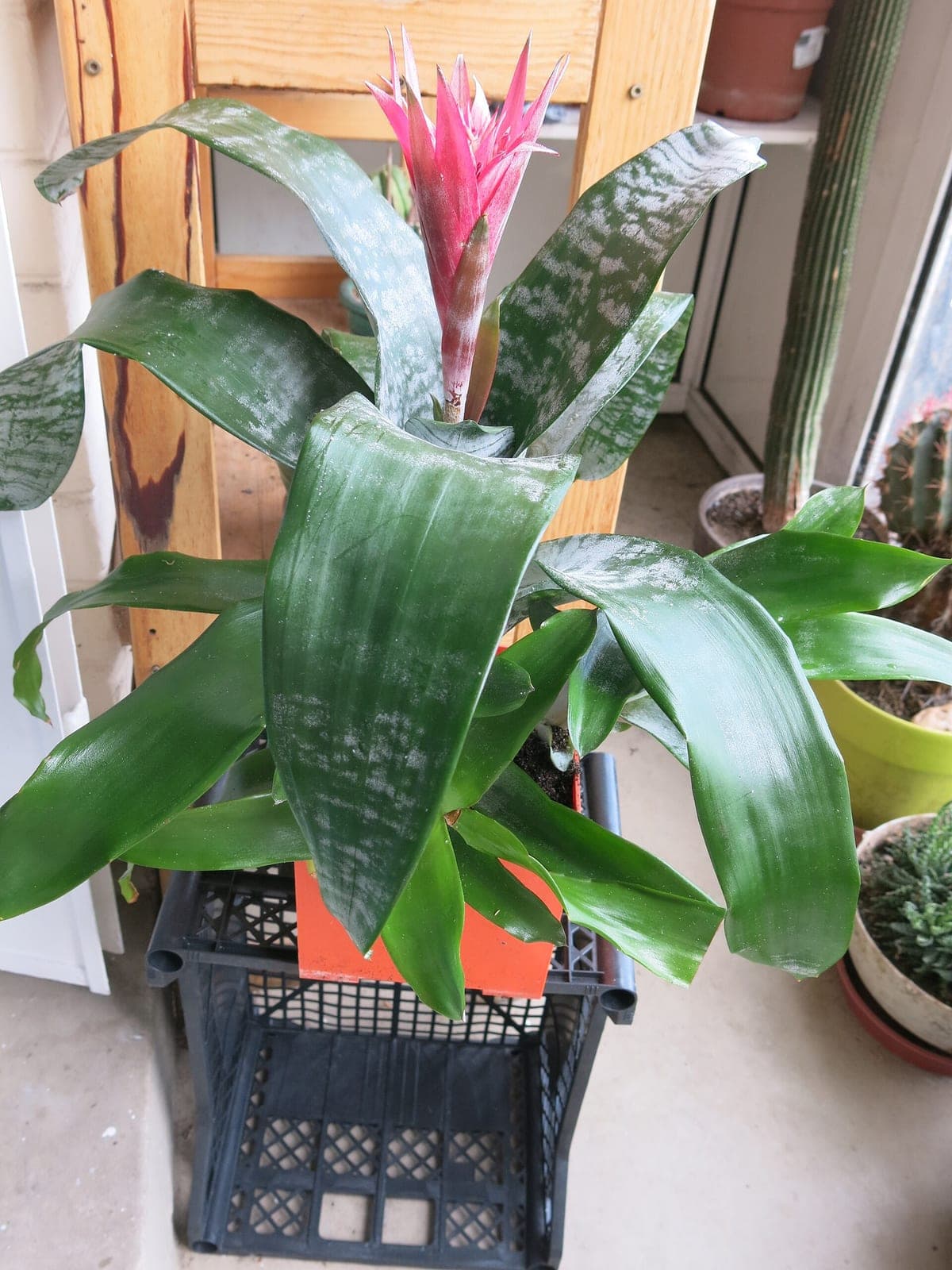Aechmea