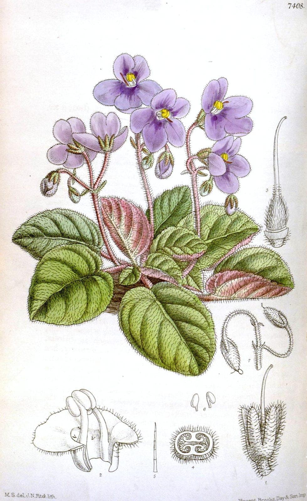 African Violet