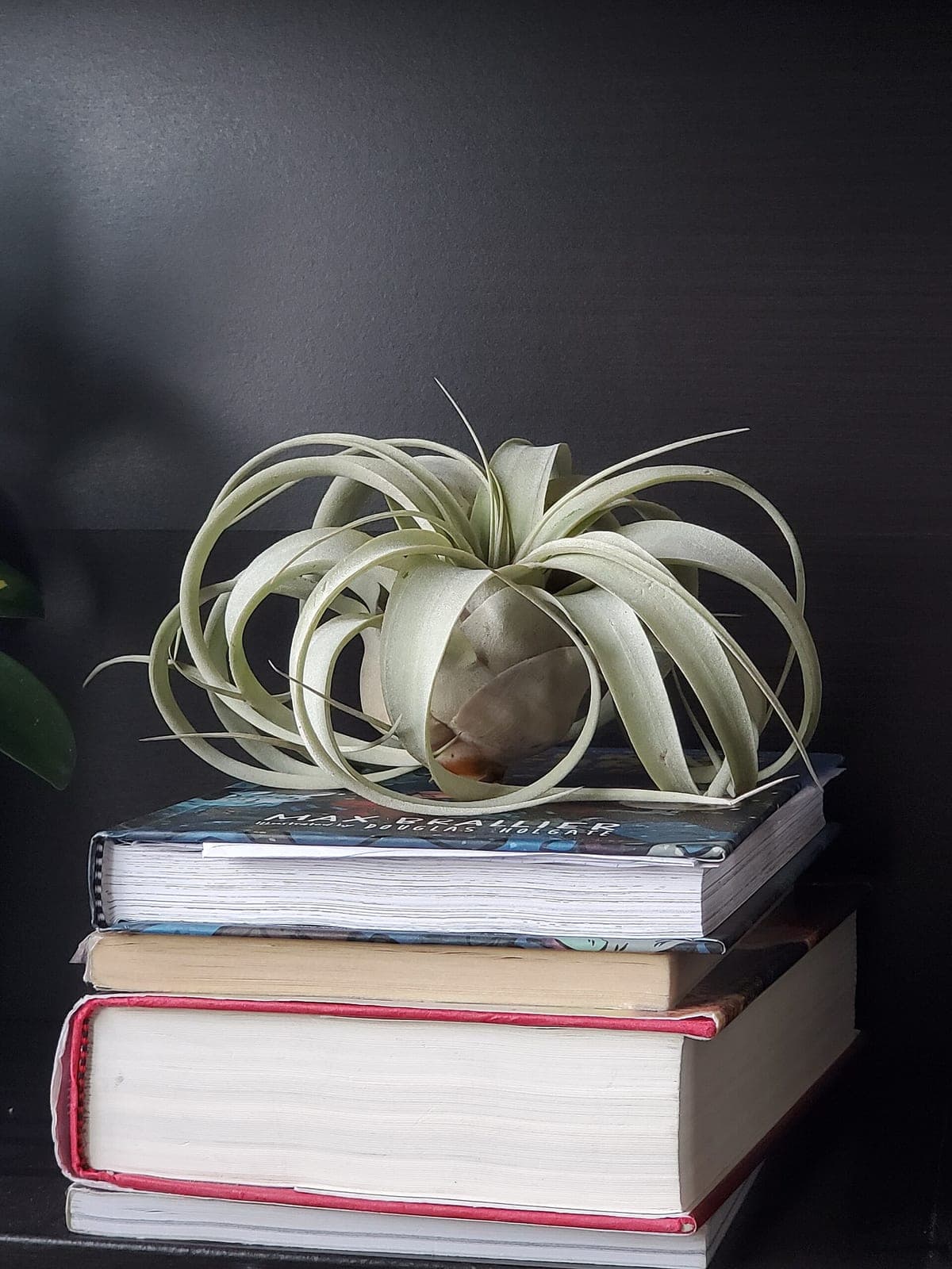 Air Plant