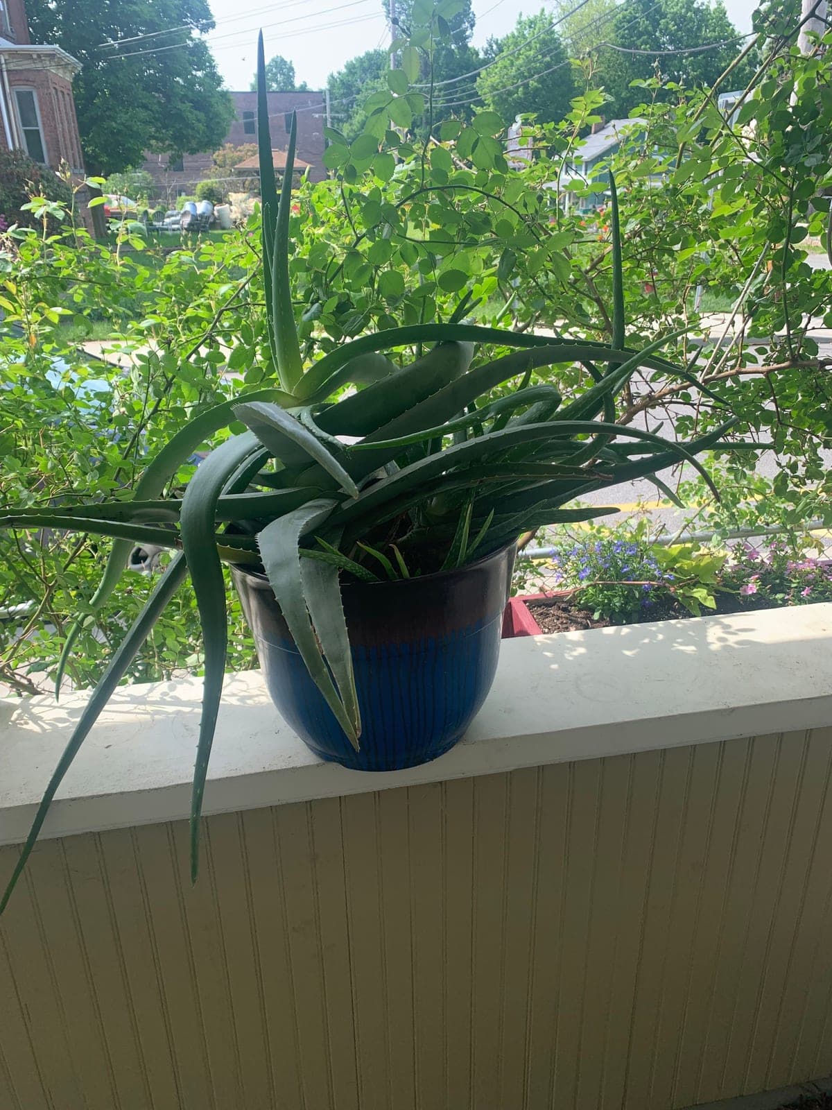 Aloe Vera