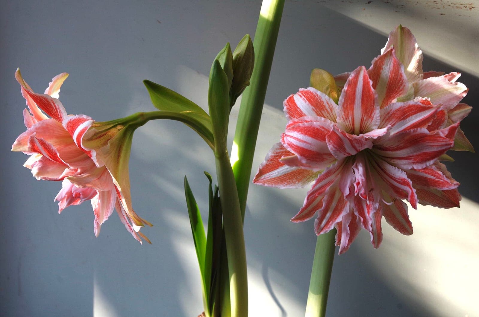 Amaryllis