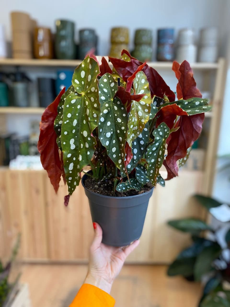Angel-Wing Begonia
