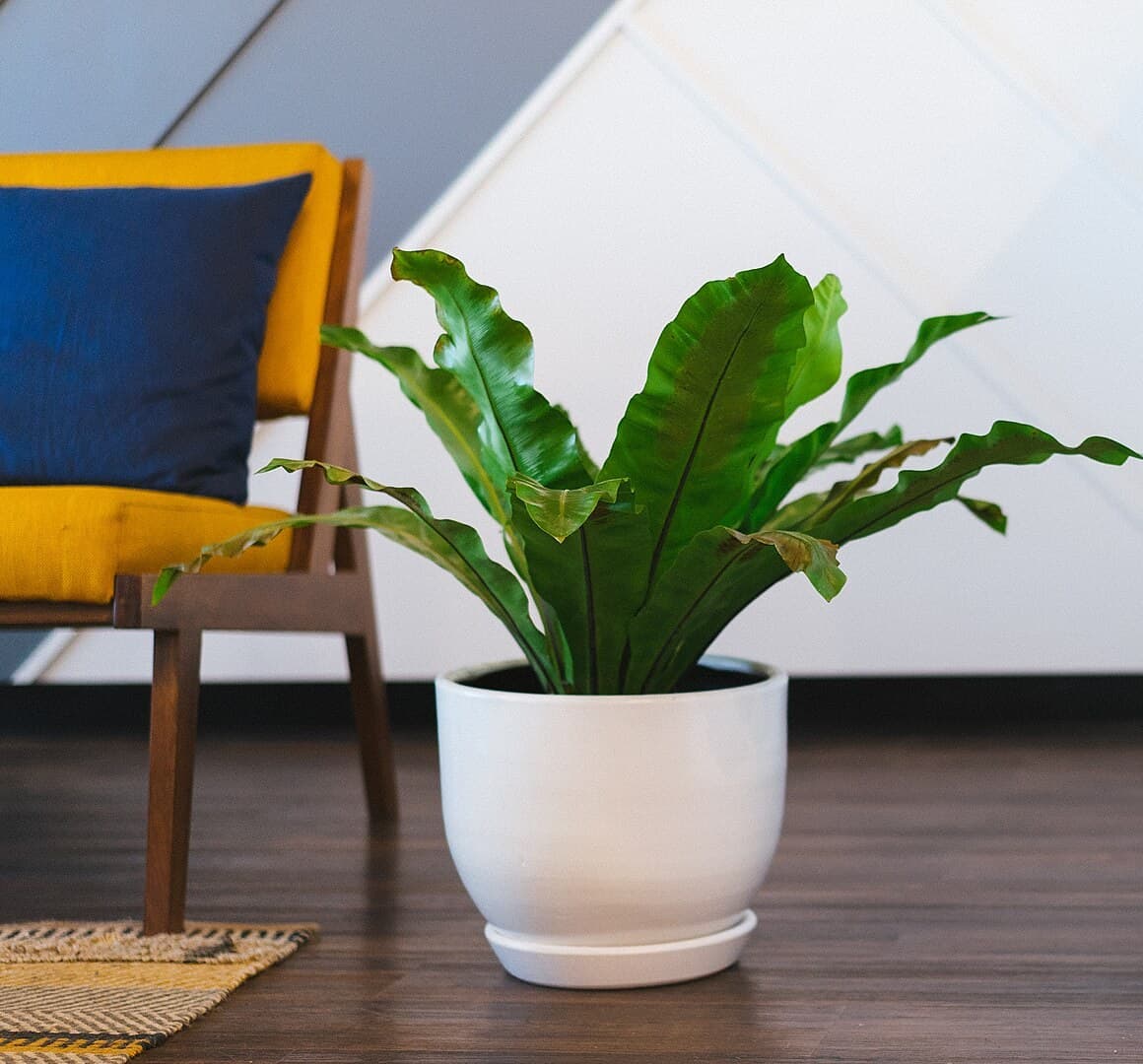 Bird's Nest Fern