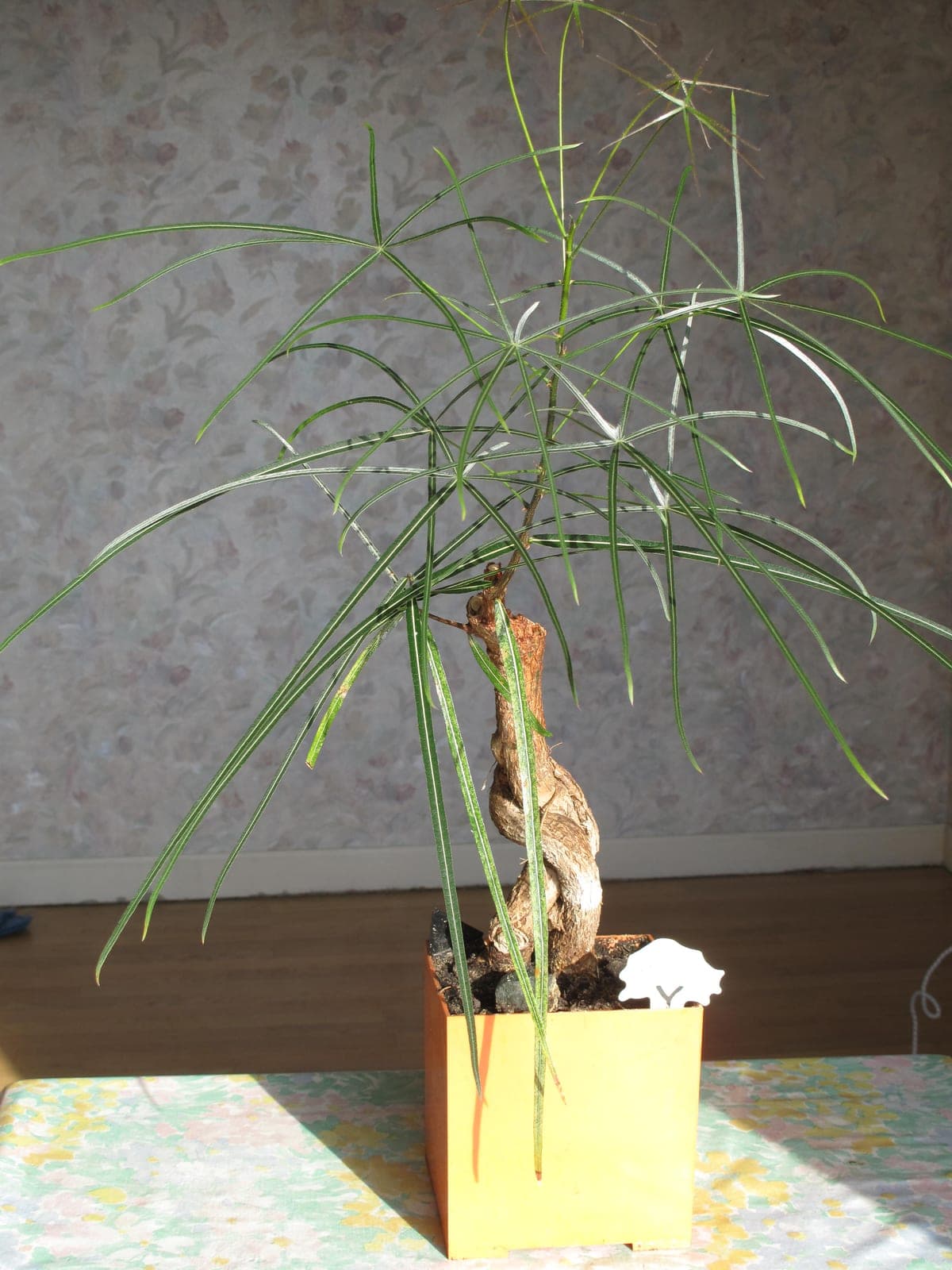 Narrow-Leaf Bottle Tree