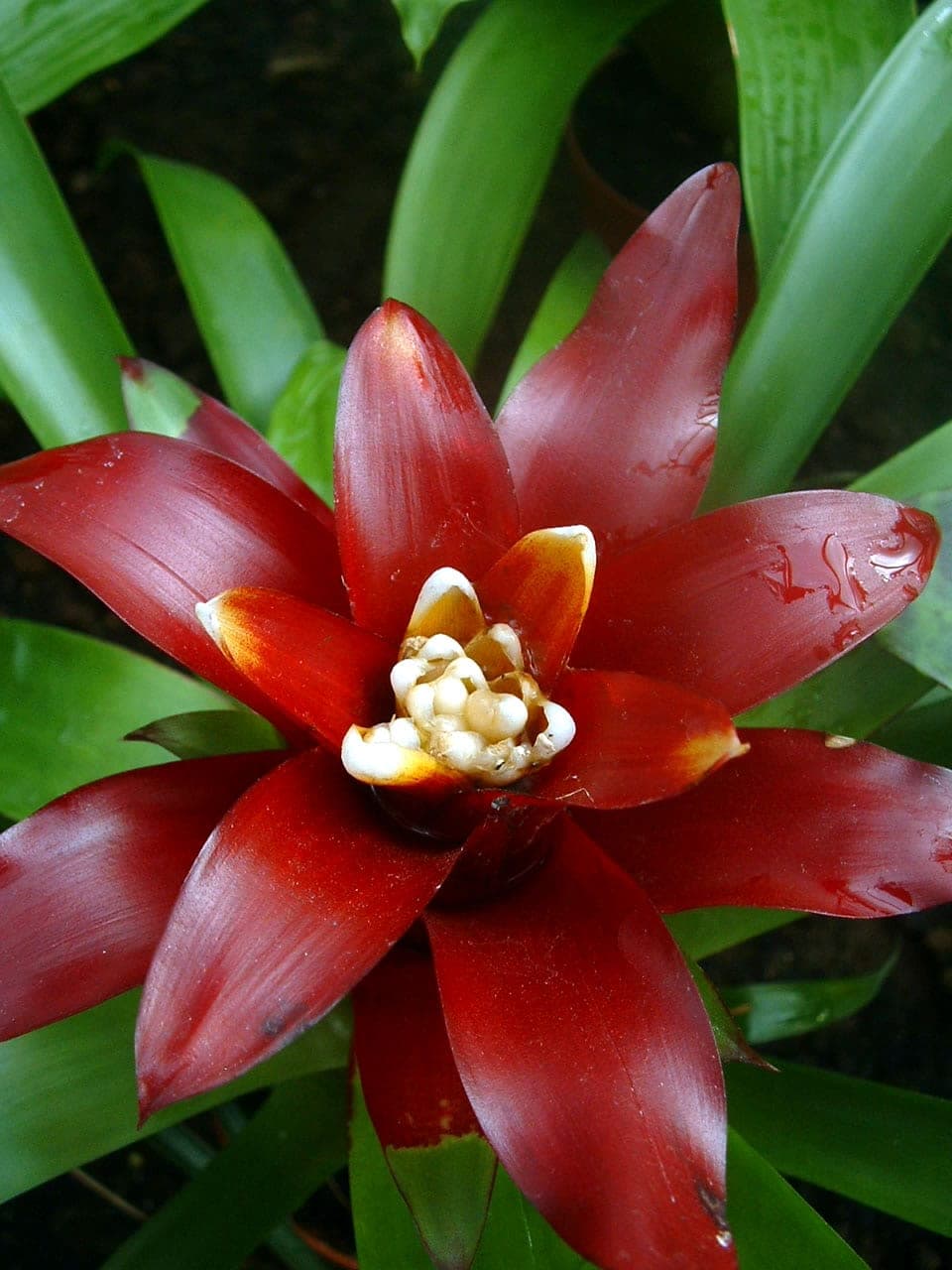 Bromeliad