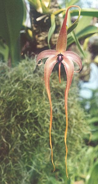 Bulbophyllum Orchid