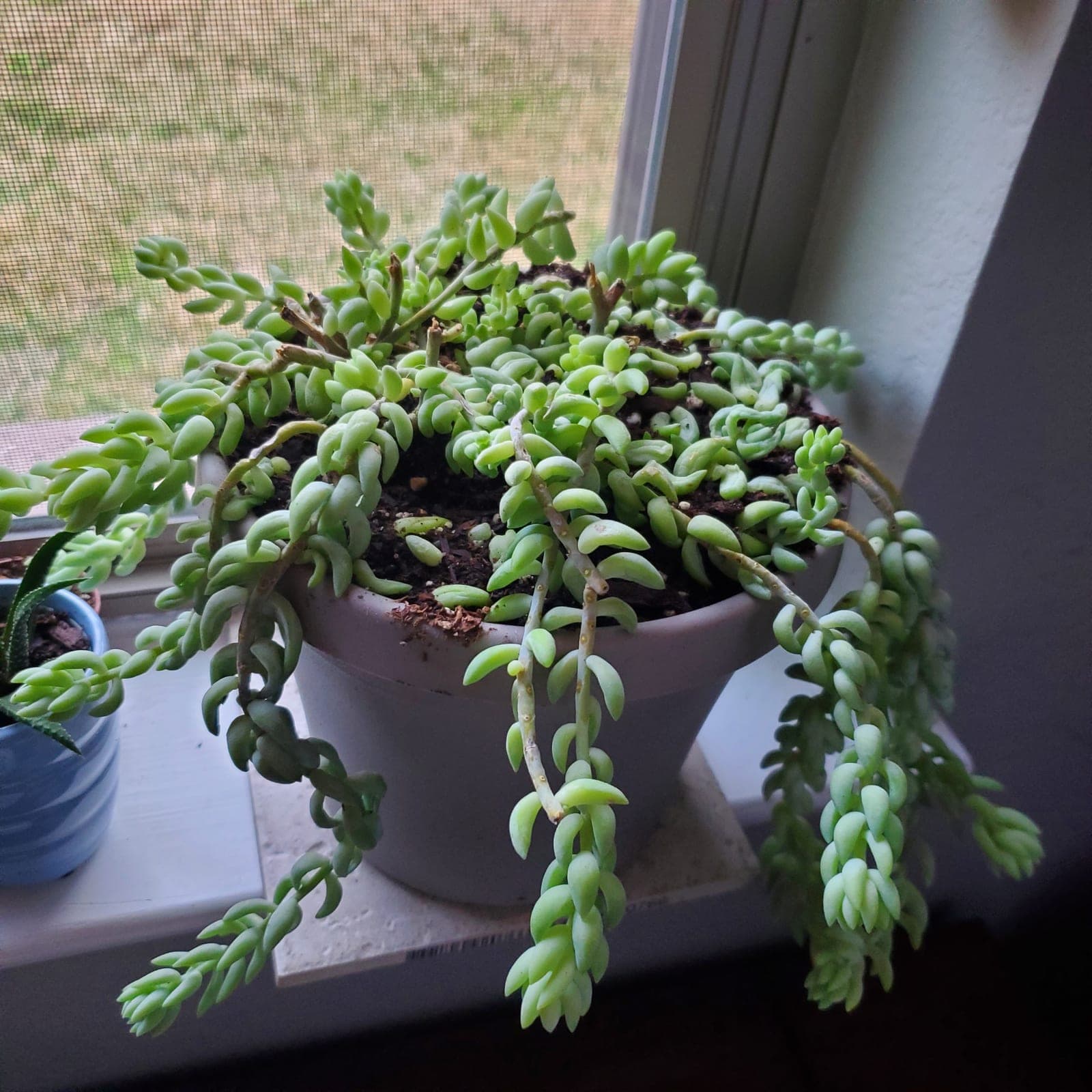 Burro's Tail