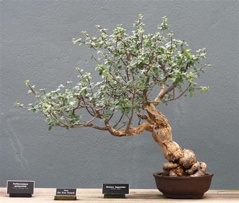 Elephant Tree