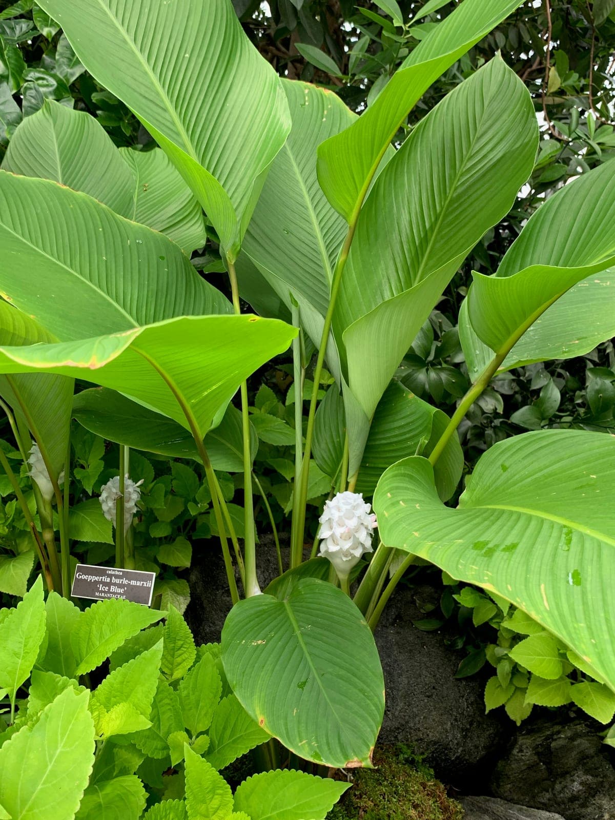 Calathea