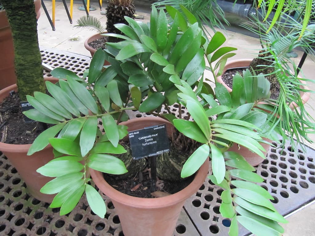 Cardboard Palm