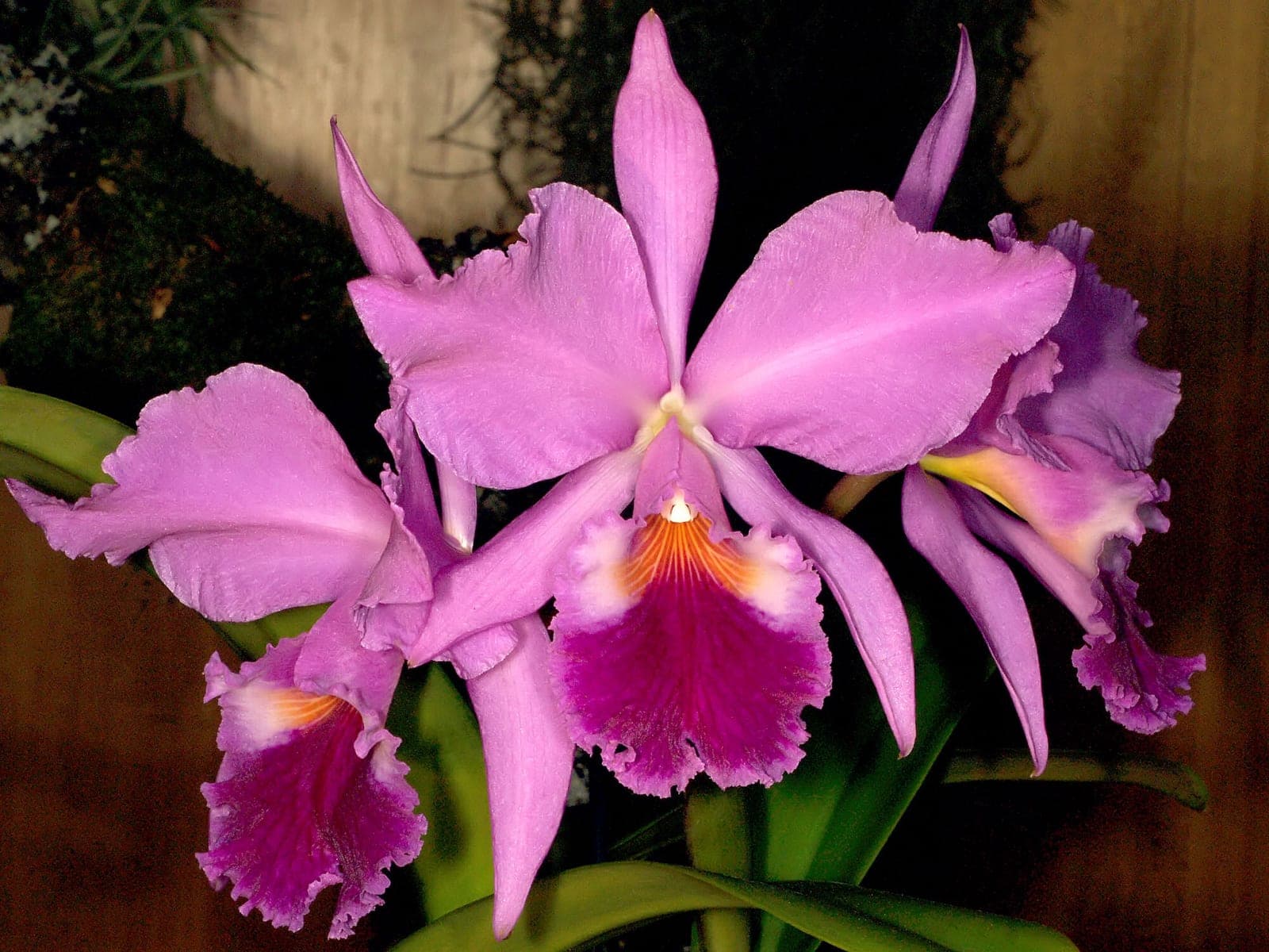 Cattleya Orchid