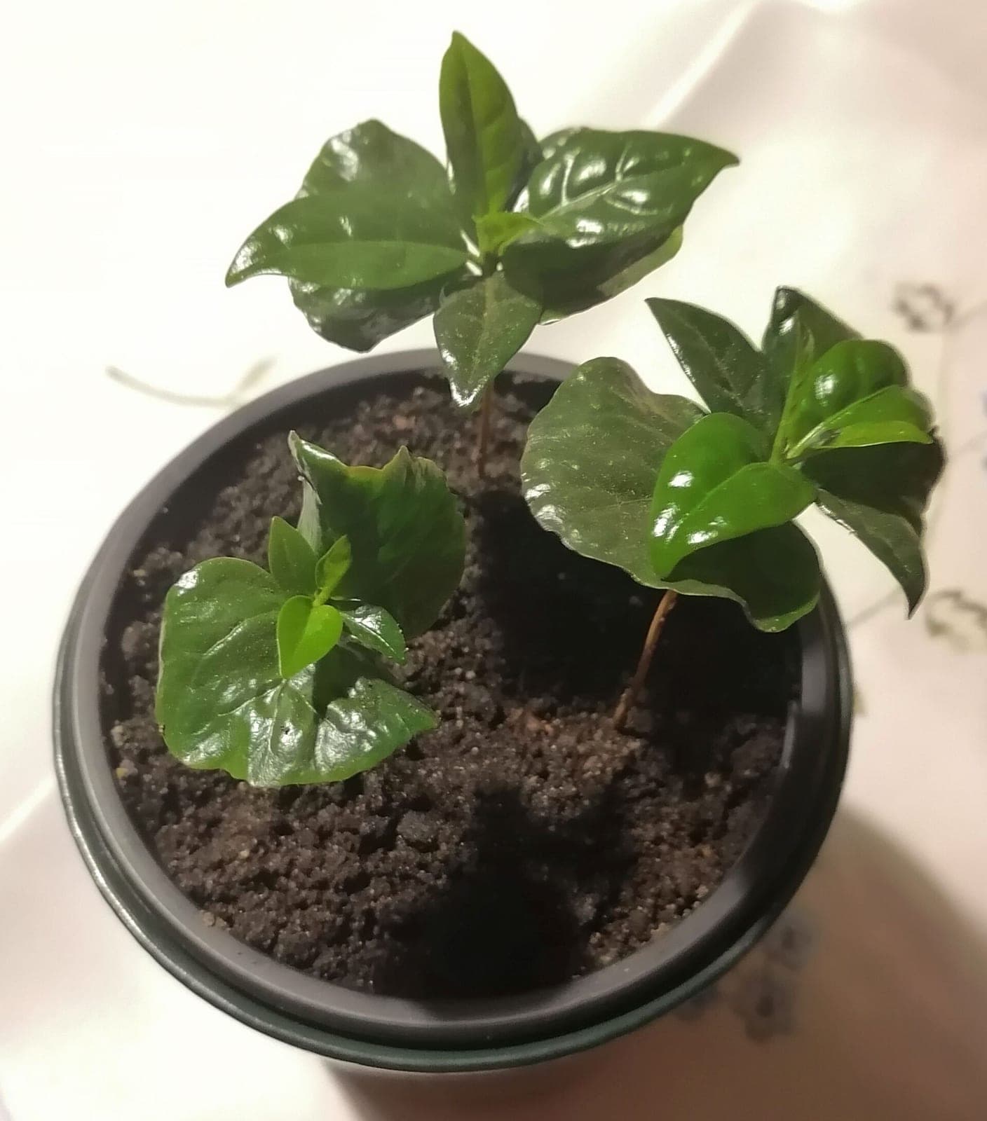 Coffee Plant