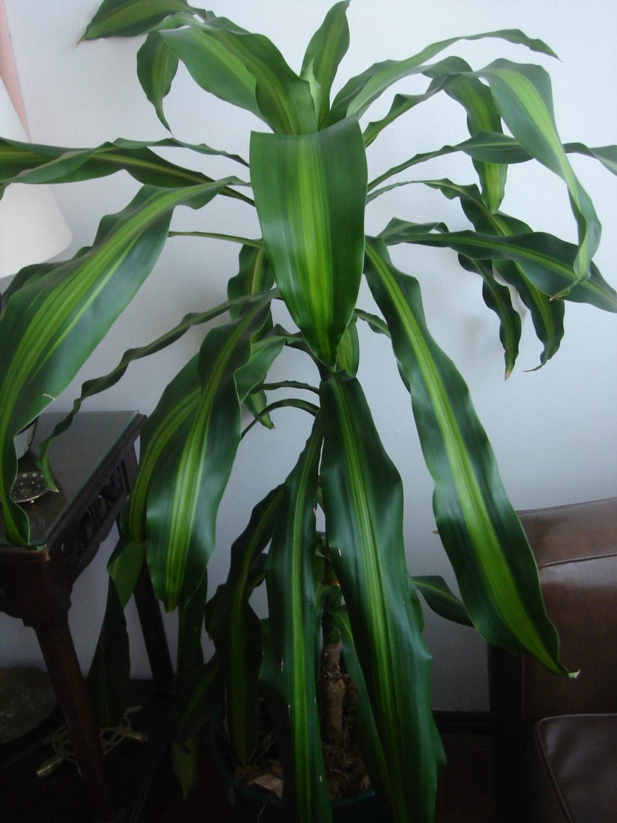 Corn Plant