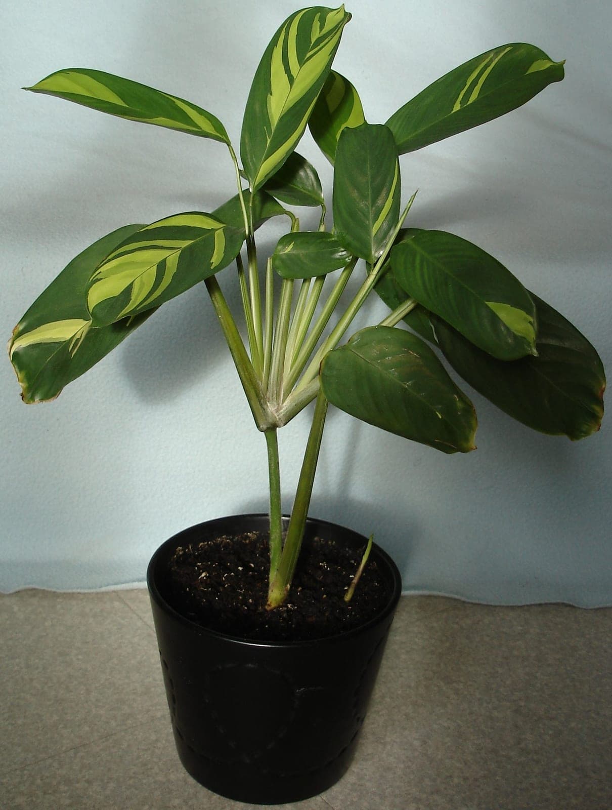 Ctenanthe