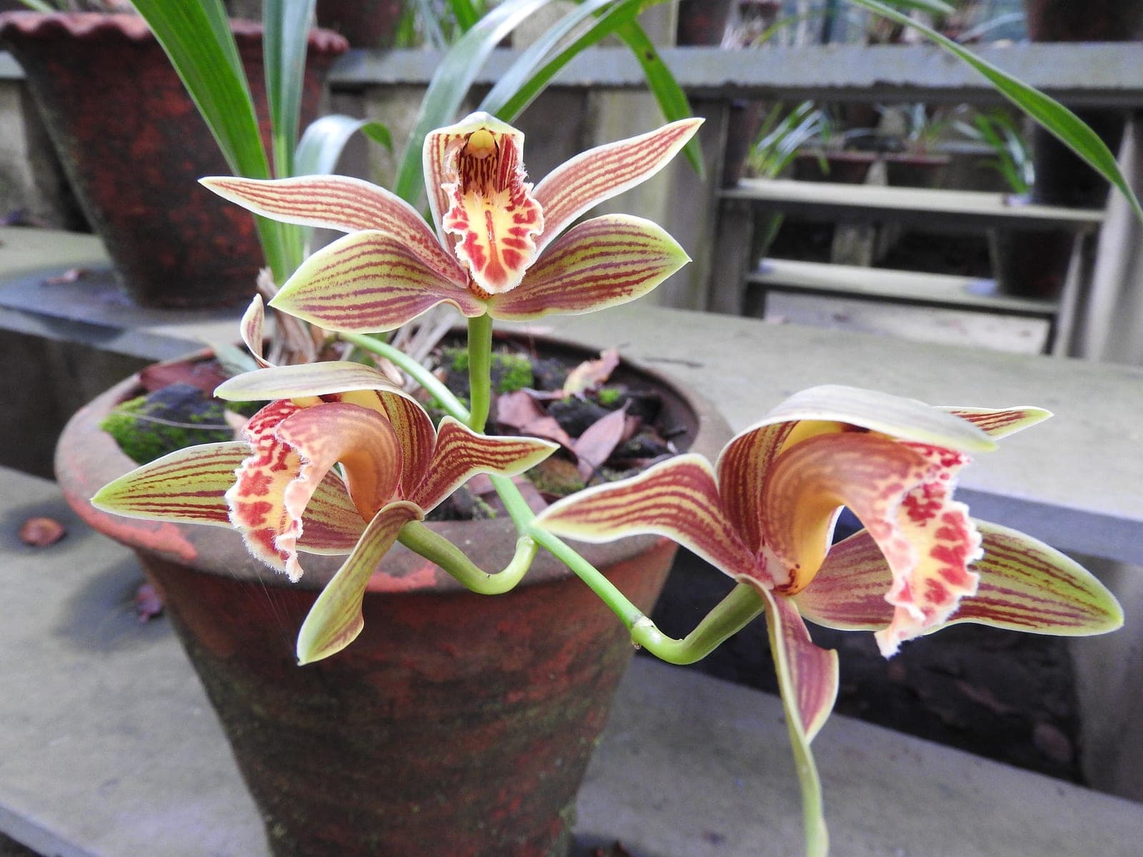 Boat Orchid