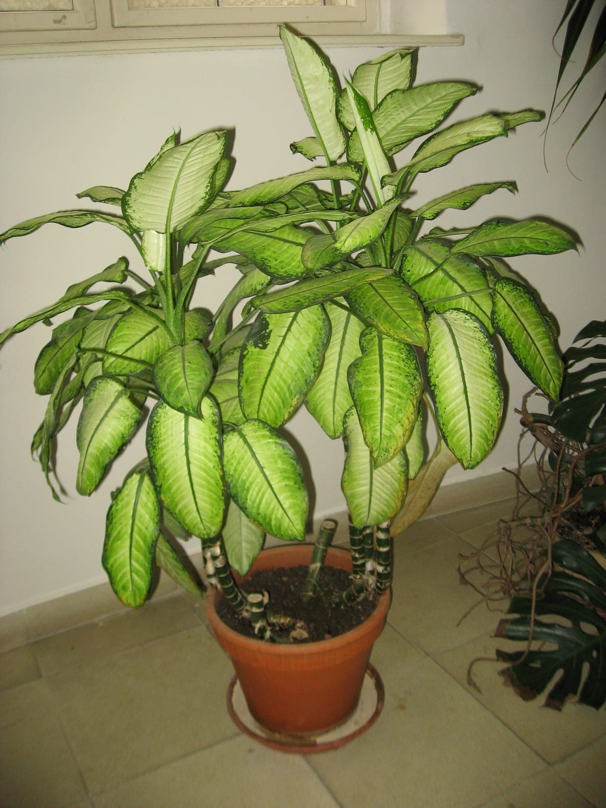 Dieffenbachia