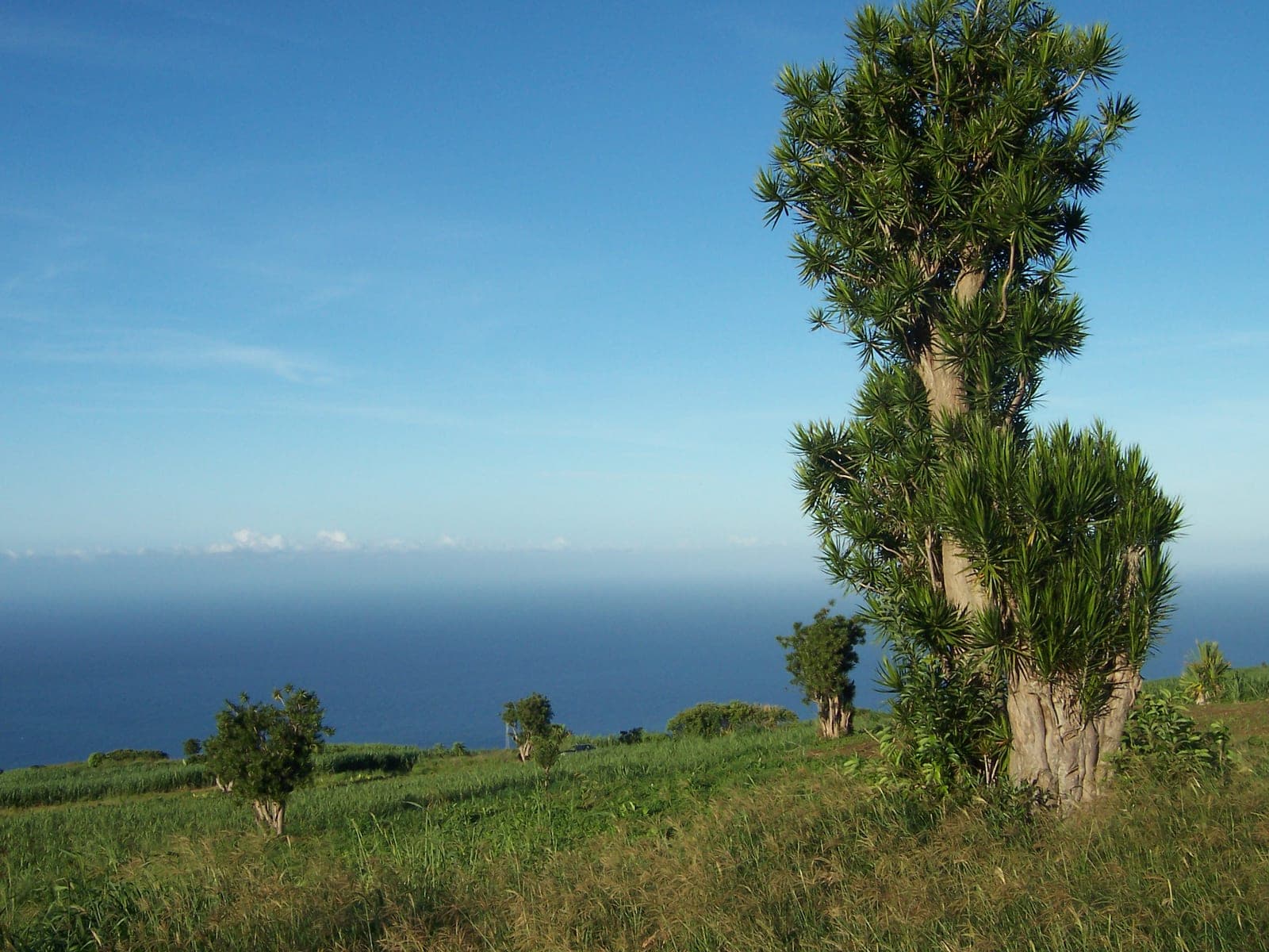 Dracaena
