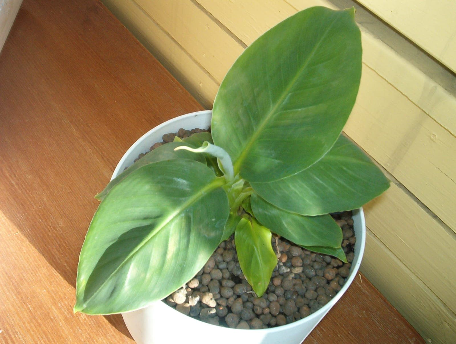Dwarf Banana